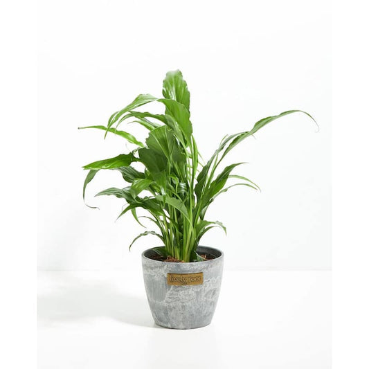 4 in. Peace Lily (Spathiphyllum) Plant in Earl Grey Pot