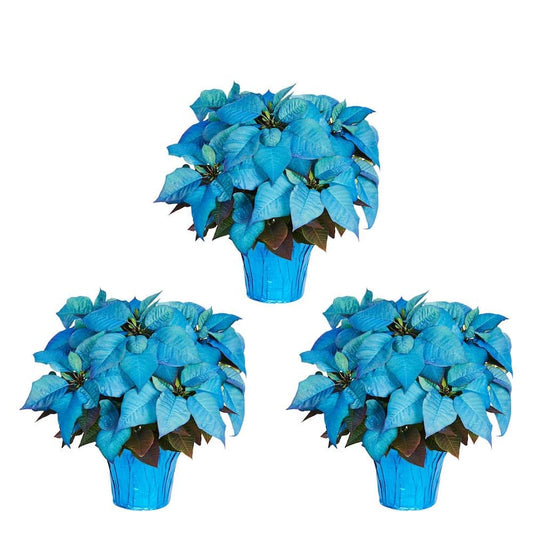 2 Qt. Christmas Poinsettia Blue Painted w/Blue Foil (3-Pack)