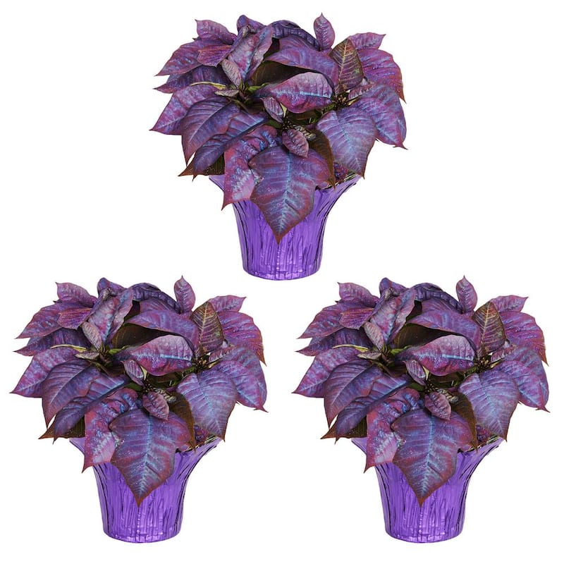 2 Qt. Christmas Poinsettia Purple Painted w/Purple Foil (3-Pack)