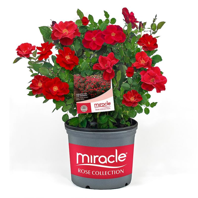 3 Gal. Rose Plant with Vibrant Double-Petaled Red Blooms and Green Foliage